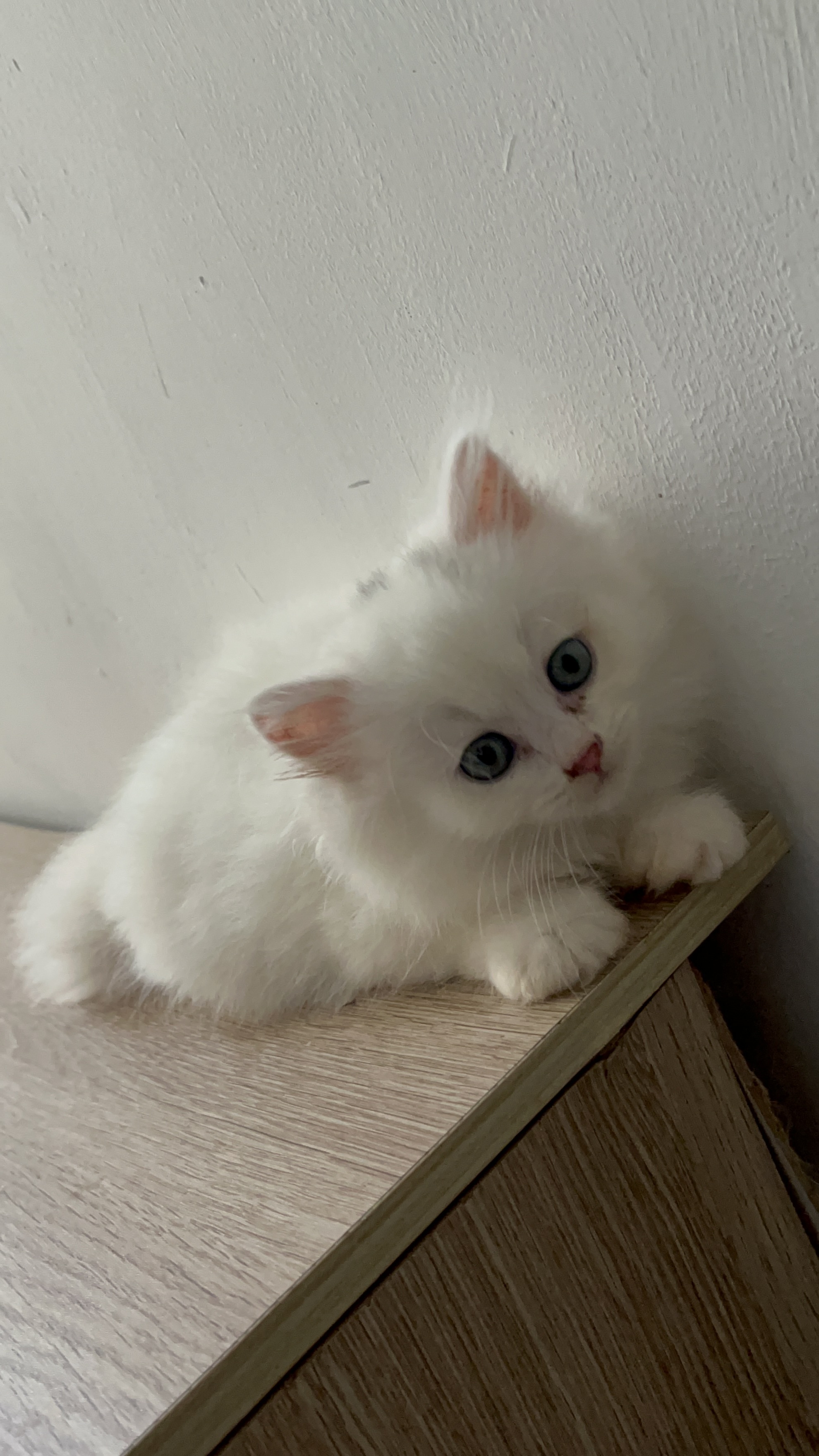 银白高地猫，长毛白猫